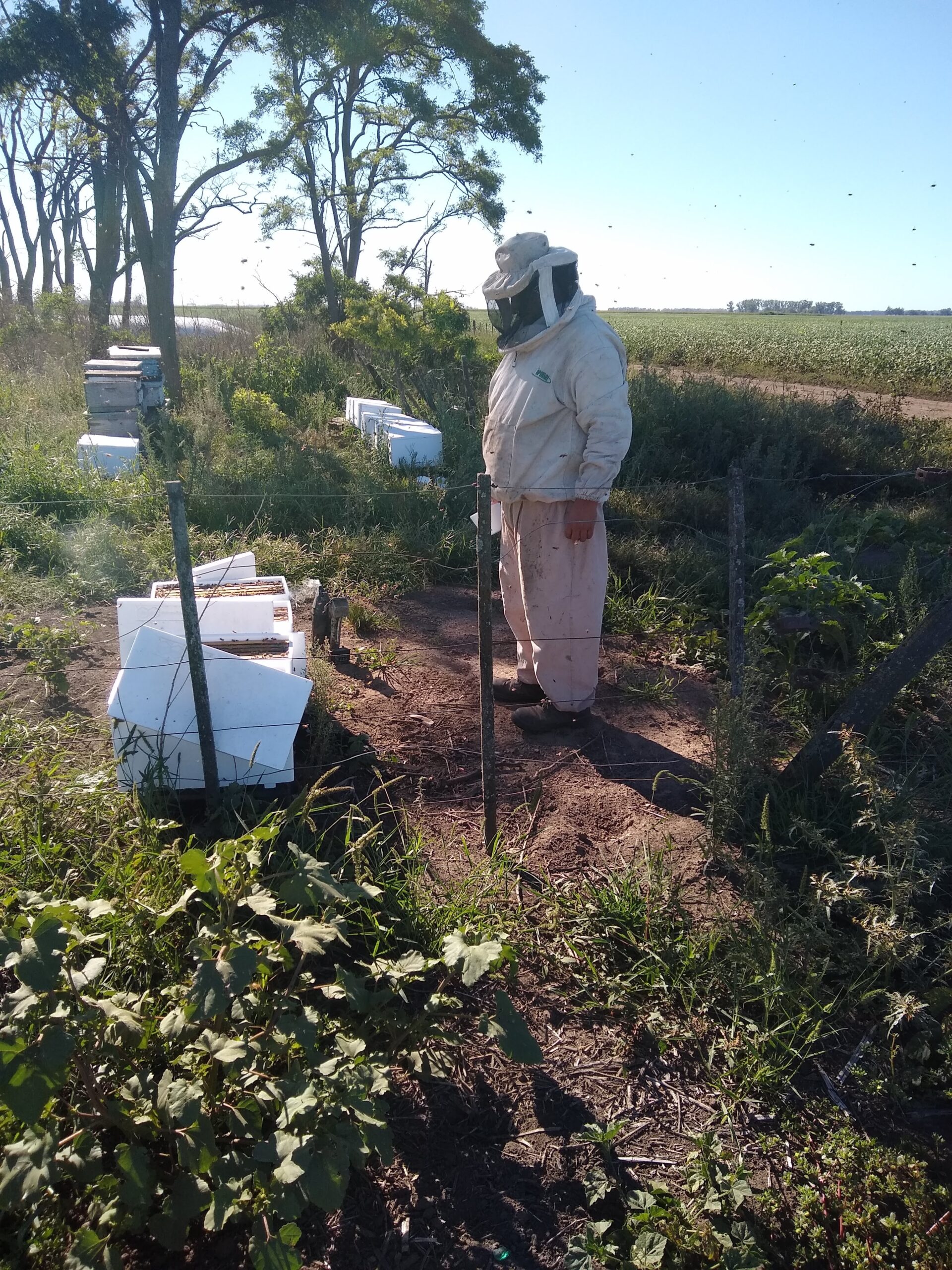 Apicultor de Alfa Apicultura trabajando en colmenas de Tandil: producción artesanal de miel pura y derivados naturales en el campo.